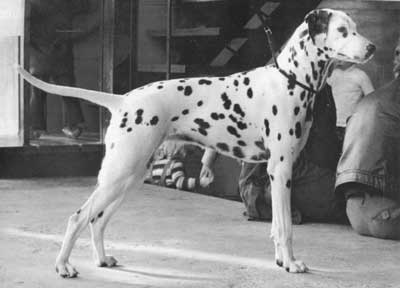 Brougham BARONESS SCARLET | Dalmatian 