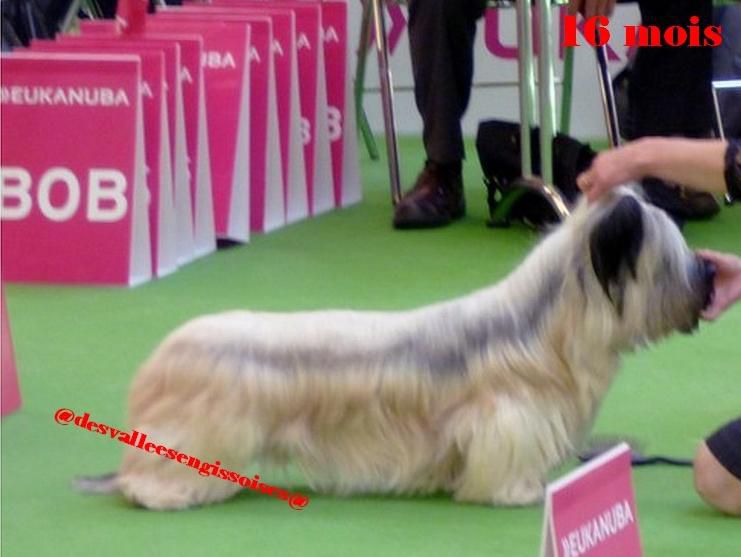 Jude Law des Vallees Engissoises | Skye Terrier 