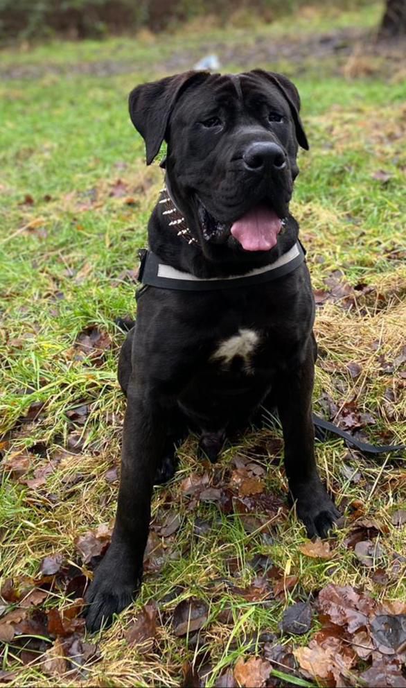 King Kilo Of The Elites | Perro de Presa Canario 