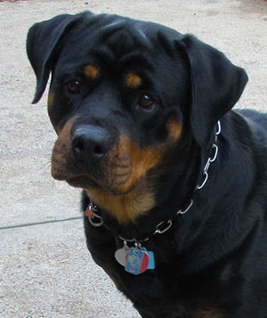 Sheva von Herrschaft | Rottweiler 