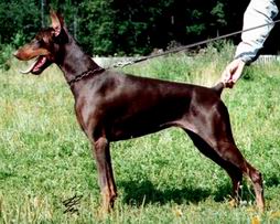 Ave Concorde Sieglinda | Brown Doberman Pinscher