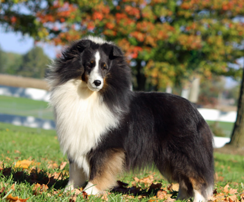 FELICITY GLAMOROUS | Shetland Sheepdog 