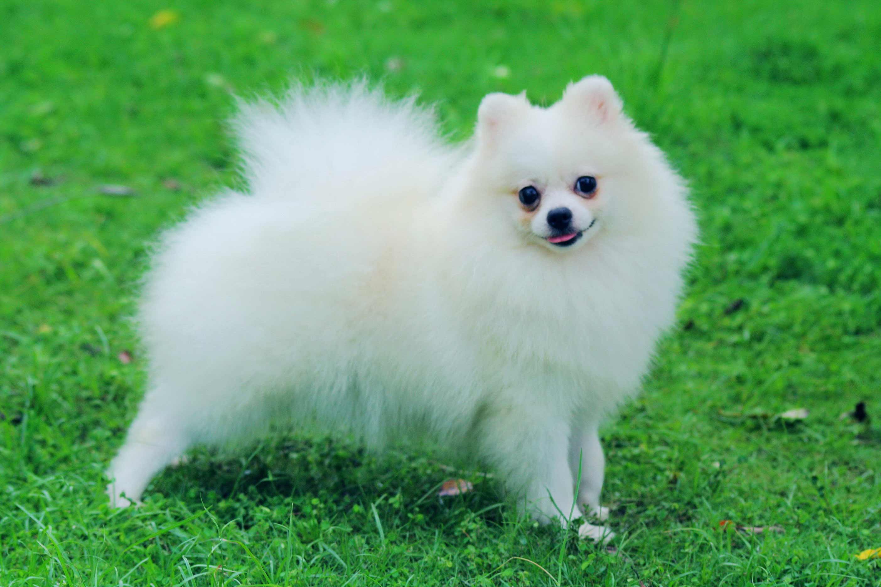 Pomeranian
