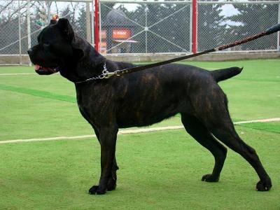 LULU FOR BODYGUARD LAND | Cane Corso 