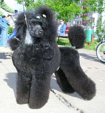 Esaul Udaloy Iz Doma Tajur | Poodle 