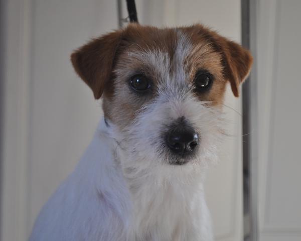 Whitetan Mahogany Lillium | Jack Russell Terrier 