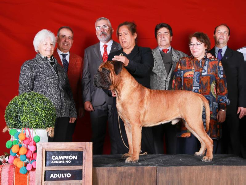 Doomsday Iron's Force - Argentina | Bullmastiff 