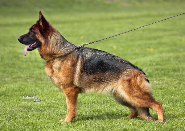 Cayra Sinensis Bohemia | German Shepherd Dog 