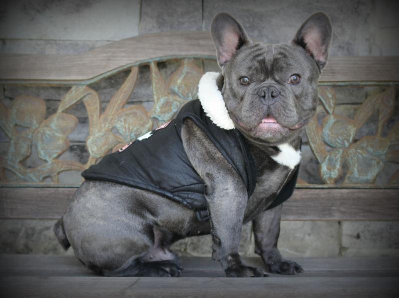 South'n Terr Frenchies Sir Sebastian | French Bulldog 