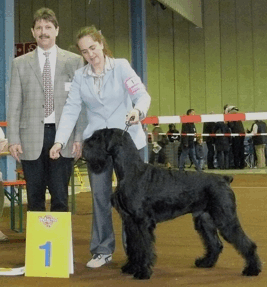 Dom Perrignon da Casa de Hórus | Giant Schnauzer 