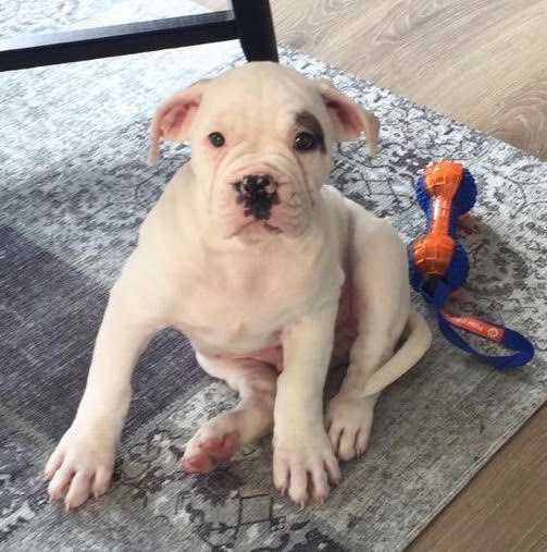 Sadi's Dodi of Istanbulls | American Bulldog 