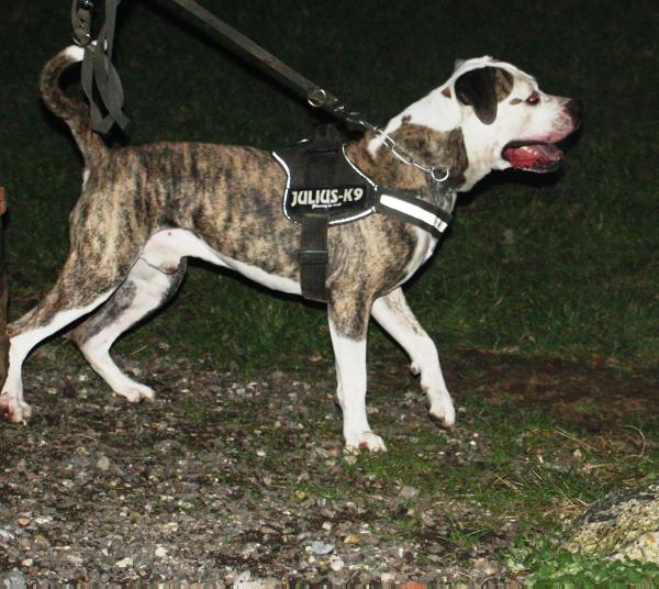 Ruffords Big Boots | American Bulldog 