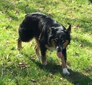 Taz S Little Luna | Australian Shepherd 