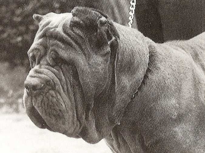 Quintiliana II di Ponzano | Neapolitan Mastiff 