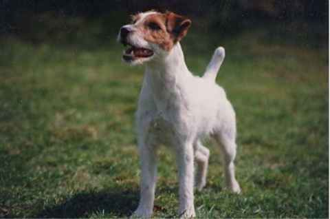 Rednock Violet | Jack Russell Terrier 