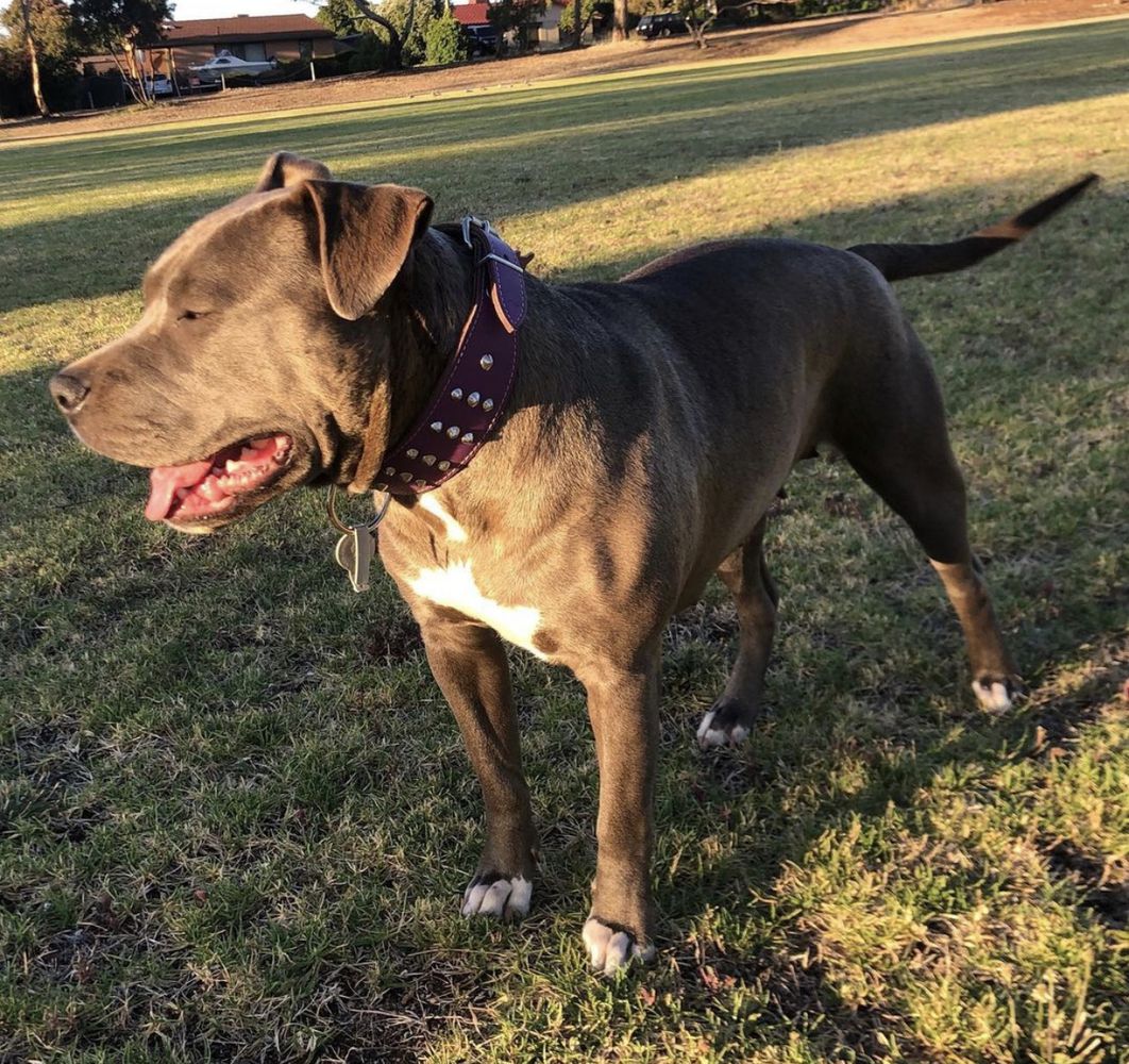 CONGOSELITE BLUEWILLOW | American Staffordshire Terrier 