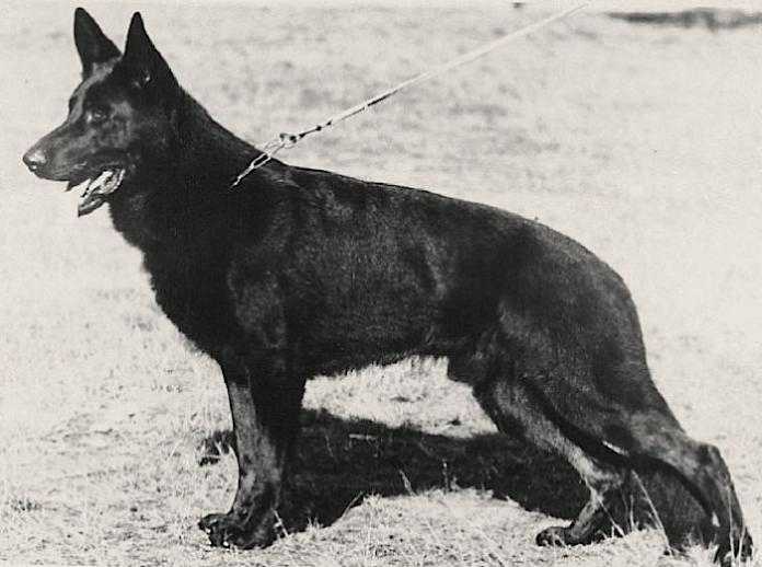 Frei von der Gugge | German Shepherd Dog 