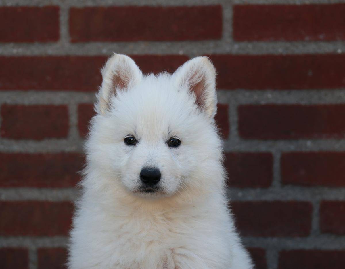 Chuma of the Amalunia | White Swiss Shepherd Dog 