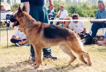 Aranyvölgyi-Örseg Asko | German Shepherd Dog 