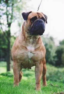 DYNAMIC FORCE EVITA | Bullmastiff 