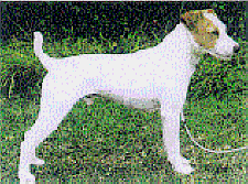 Lenacourt Laird of the Mist | Parson Russell Terrier 