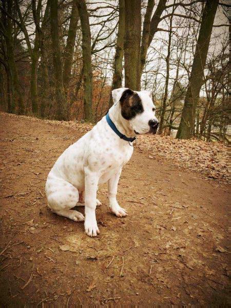 Low River`s Jack Sparrow | American Bulldog 