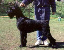 Grigus Ex Libris | Giant Schnauzer 