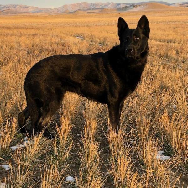 Alpin od Policie Ceske Republiky | German Shepherd Dog 