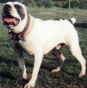 Country Boy of Hines' | Olde English Bulldogge 