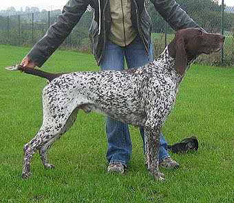 Quickstep vom hege-Haus | German Shorthaired Pointer 