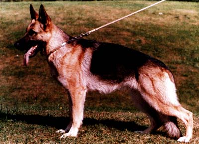 Herra von Batu | German Shepherd Dog 