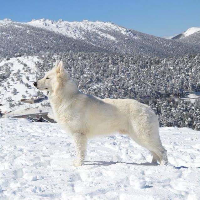 Keeper of time of trebons berger blanc | White Swiss Shepherd Dog 