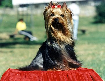 Asterisk Outlaw Lafit | Yorkshire Terrier 