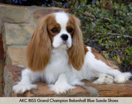 Bekenhall Blue Suede Shoes | Cavalier King Charles Spaniel 