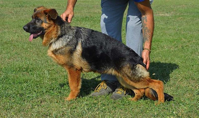 Sara del Castello Fienga | German Shepherd Dog 