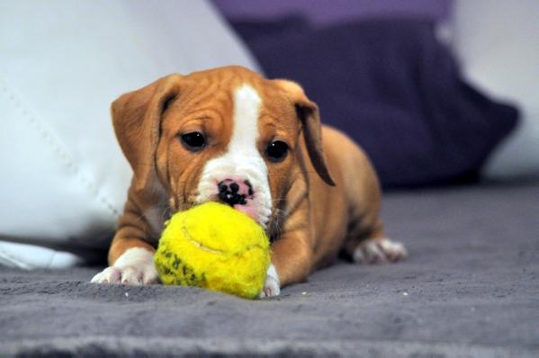 Playmaker's HR Godfather | American Staffordshire Terrier 