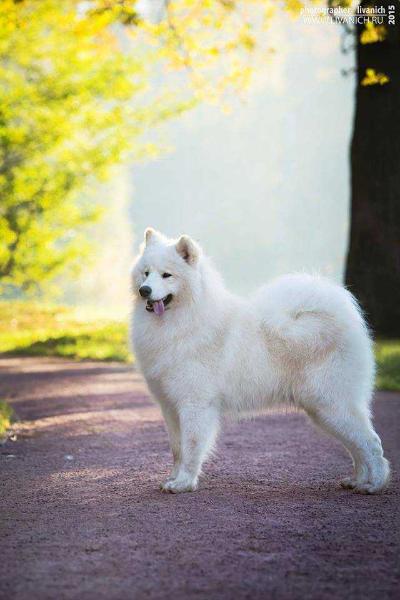 BUTCH Ksiezyce Jowisza | Samoyed 