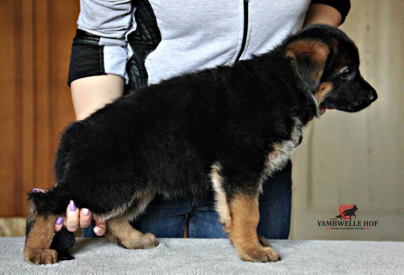 LOTTA DIA STAR | German Shepherd Dog 