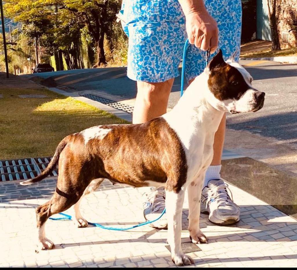 R-U Popstar Rudi's Sister Rainbow Fire | American Staffordshire Terrier 