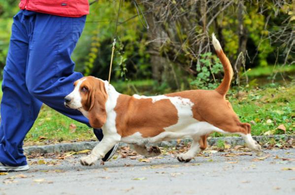 Quantas-Napoca nolita | Basset Hound 