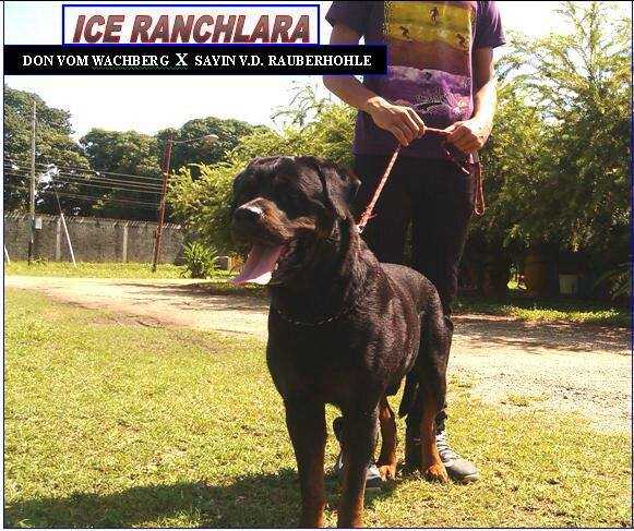 Ice Ranchlara | Rottweiler 