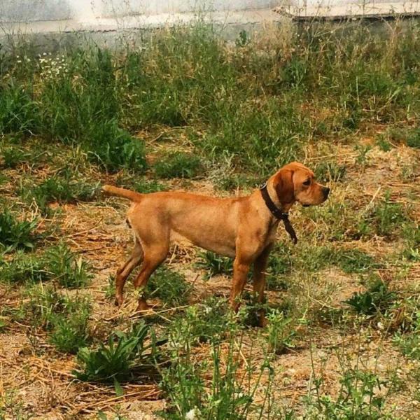 Azinheira | Portuguese Pointer 