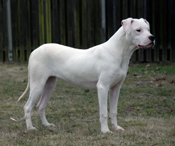 White Ghost¿s Dogo¿s Larena | Argentine Dogo 