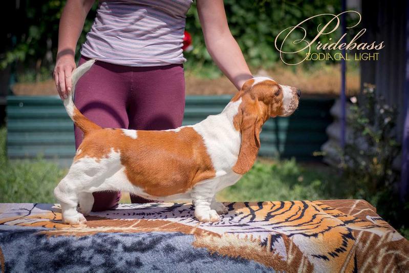 Pridebass Zodiacal Light | Basset Hound 