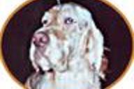 Aberlour Teddy Roosevelt | English Setter 