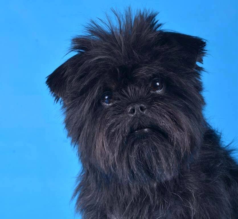 PETIT BOMOND CHOPER | Affenpinscher 