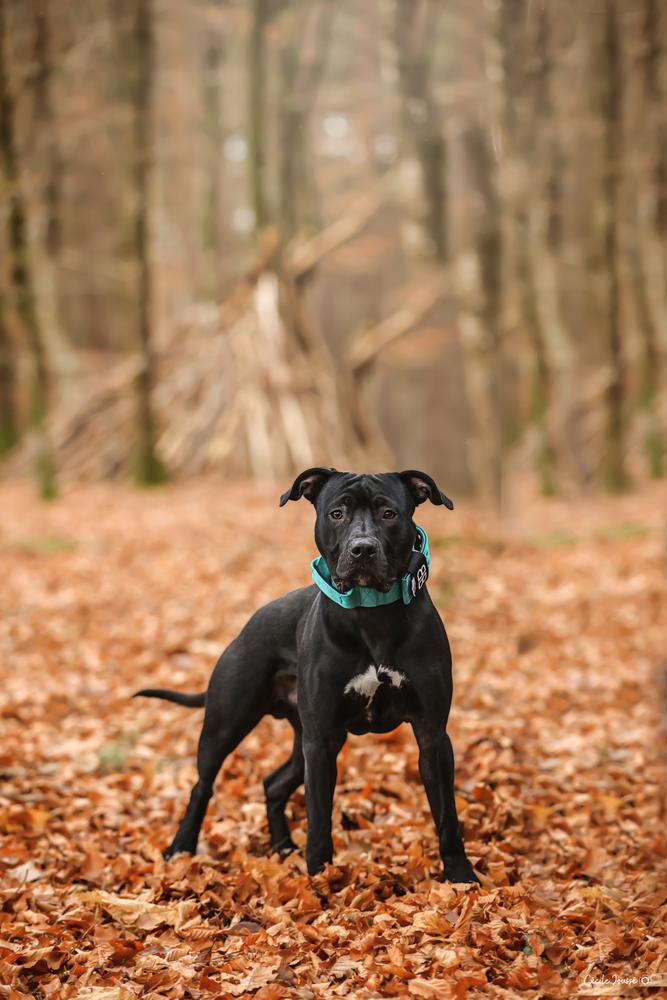 Selvans des Terres Divines | American Staffordshire Terrier 