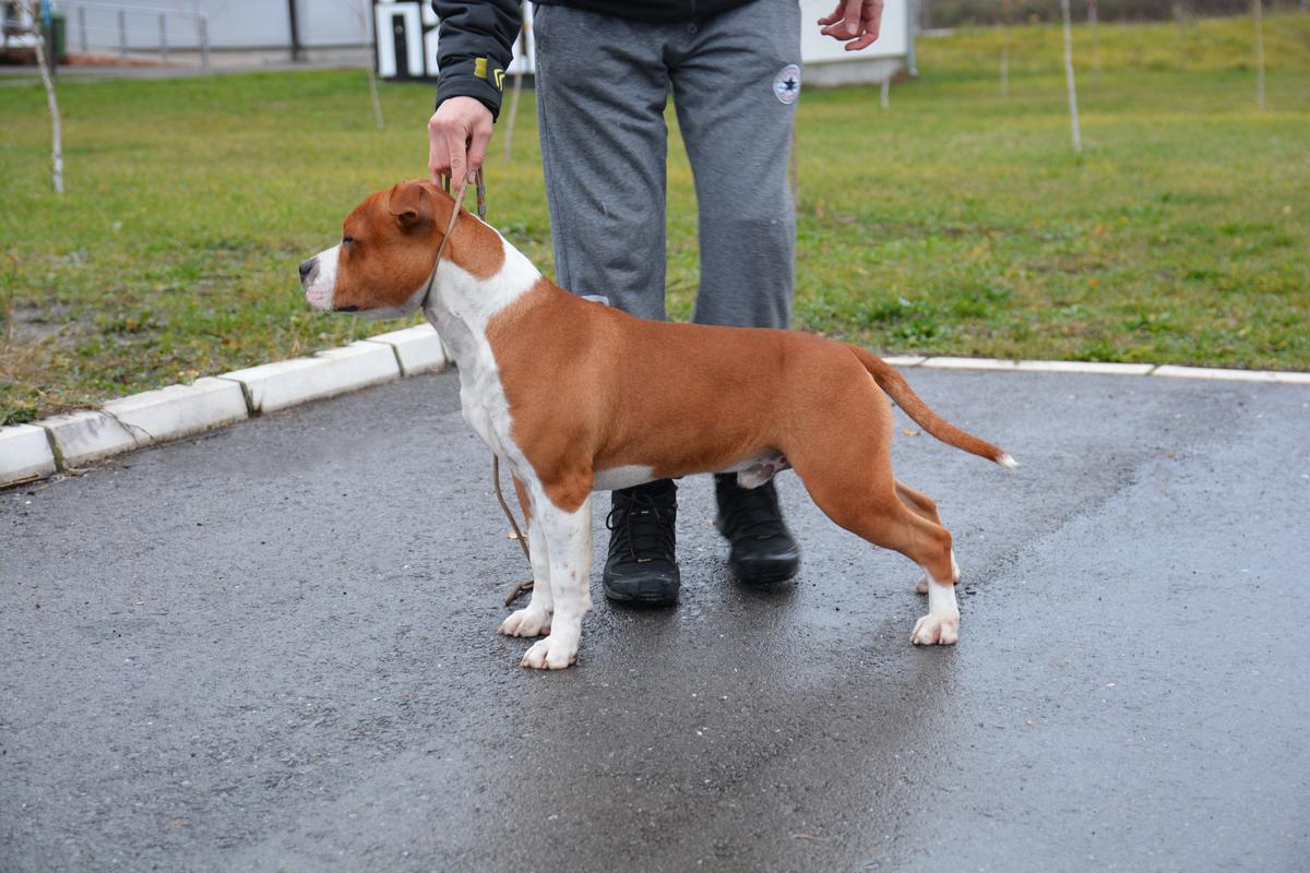 Oziris of Eagle Blend | American Staffordshire Terrier 