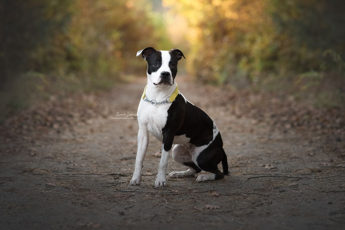 ENVY ME Old Flame AST | American Staffordshire Terrier 