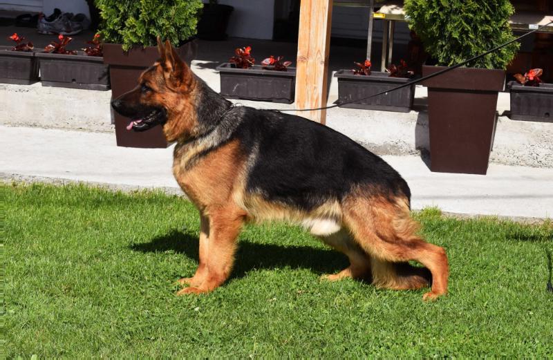 Brabus Brabus | German Shepherd Dog 
